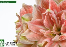hippeastrum Sweet Amadeus (3)